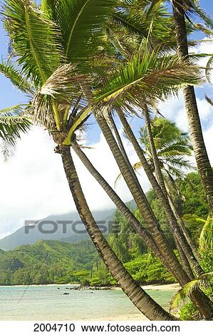 Stock Image - Hawaii, Kauai, North Shore, Coconut Palm Trees Along Coastline.. Fotosearch