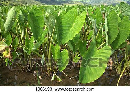 Hawaii, Kauai, North Shore, Hanalei Valley, Taro Growing In Fields. View Large Photo Image Stock Image - Hawaii, Kauai, North Shore, Hanalei Valley, Taro Growing In Fields.. Fotosearch