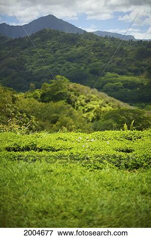 Hawaii, Kauai, North Shore, Hanalei, Grassy Hillside, Selective Focus On Grass. View Large Photo Image Stock Photo - Hawaii, Kauai, North Shore, Hanalei, Grassy Hillside, Selective Focus On Grass.. Fotosearch