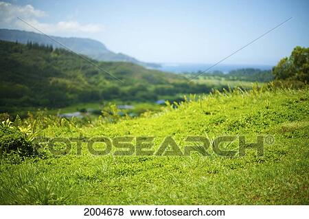 Hawaii, Kauai, North Shore, Hanalei, Grassy Hillside, Selective Focus On Grass. View Large Photo Image Stock Photo - Hawaii, Kauai, North Shore, Hanalei, Grassy Hillside, Selective Focus On Grass.. Fotosearch