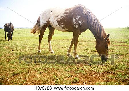 Stock Image - Hawaii, Kauai, North Shore, Horses On Green Meadow.. Fotosearch