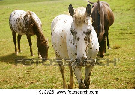 Stock Photograph - Hawaii, Kauai, North Shore, Horses On Green Meadow.. Fotosearch