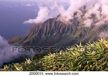 Stock Photography - Hawaii, Kauai, North Shore, Kalalau Valley With Yellow Ginger In Foreground, Clouds C1543. Fotosearch