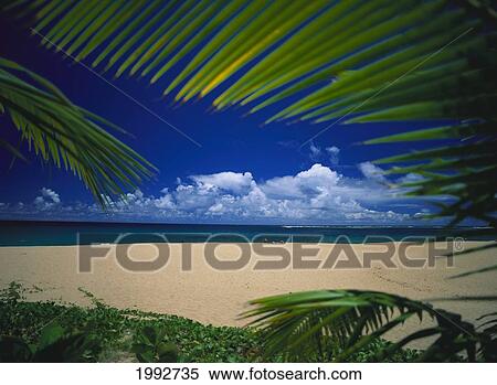 Stock Photography - Hawaii, Kauai North Shore, Tunnels Beach Scene Framed By Palm Fronds, People Sunbathe Distance. Fotosearch