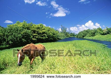 Hawaii, Kauai, North Shore, Wainiha Valley, Horse In A Green Pasture By A River View Large Photo Image Picture - Hawaii, Kauai, North Shore, Wainiha Valley, Horse In A Green Pasture By A River. Fotosearch
