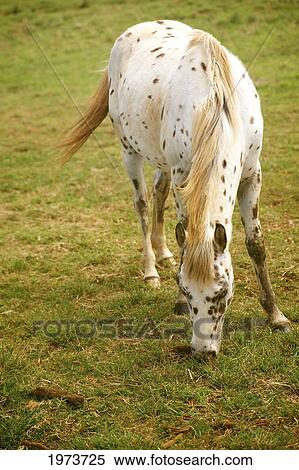 Stock Photography - Hawaii, Kauai, North Shore, White Horse On Green Meadow.. Fotosearch