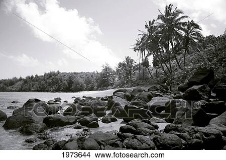 Picture - Hawaii, Kauai, Pila'a, Black And White Photo Of Pila'a Beach.. Fotosearch