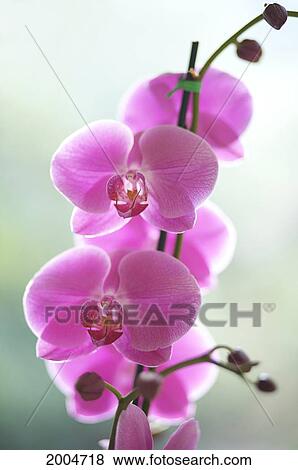 Hawaii, Kauai, Pink Orchids On Studio Background. View Large Photo Image Stock Photo - Hawaii, Kauai, Pink Orchids On Studio Background.. Fotosearch