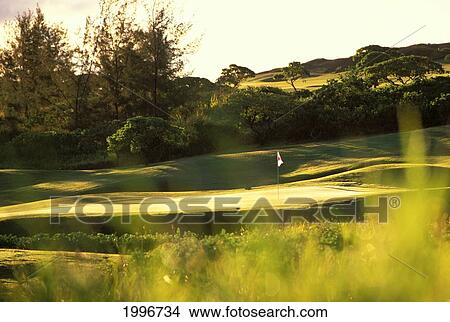 Hawaii, Kauai, Poipu Bay Golf Course, Soft Focus Plants Foreground With Green Background, Golden Light Greenery View Large Photo Image Picture - Hawaii, Kauai, Poipu Bay Golf Course, Soft Focus Plants Foreground With Green Background, Golden Light Greenery. Fotosearch