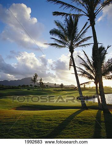 Hawaii, Kauai, Poipu Golf Course, Afternoon Landscape, Palm Trees With Shadows, Green With Flag View Large Photo Image Stock Image - Hawaii, Kauai, Poipu Golf Course, Afternoon Landscape, Palm Trees With Shadows, Green With Flag. Fotosearch