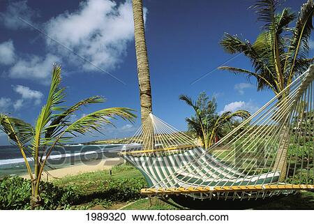 Stock Image - Hawaii, Kauai, Poipu, Hyatt Regency Kauai, Hammock Between Palm Trees.. Fotosearch