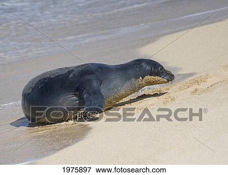 Stock Photo - Hawaii, Kauai, Poipu, Monk Seal Coming Out Of The Ocean, Endangered And Endemic Monachus Schauinslandi.. Fotosearch