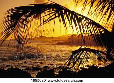 Hawaii, Kauai, Poipu, Tropical Sunset With Palm Fronds View Large Photo Image Stock Image - Hawaii, Kauai, Poipu, Tropical Sunset With Palm Fronds. Fotosearch