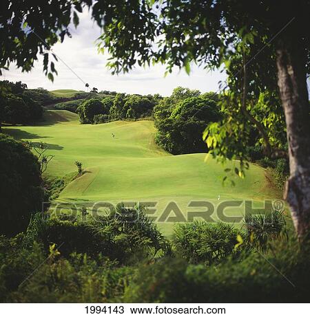 Hawaii, Kauai, Princeville Resort Golf Course, Prince Course, Putting Green Through Trees. View Large Photo Image Stock Image - Hawaii, Kauai, Princeville Resort Golf Course, Prince Course, Putting Green Through Trees.. Fotosearch