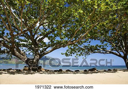Hawaii, Kauai, Princeville, Tropical Resort Beach And False Kamani Trees. View Large Photo Image Stock Image - Hawaii, Kauai, Princeville, Tropical Resort Beach And False Kamani Trees.. Fotosearch