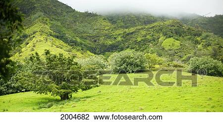 Stock Image - Hawaii, Kauai, Scenery Along Makaleha Trail.. Fotosearch