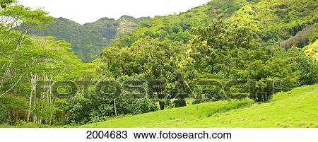 Hawaii, Kauai, Scenery Along Makaleha Trail. View Large Photo Image Stock Image - Hawaii, Kauai, Scenery Along Makaleha Trail.. Fotosearch