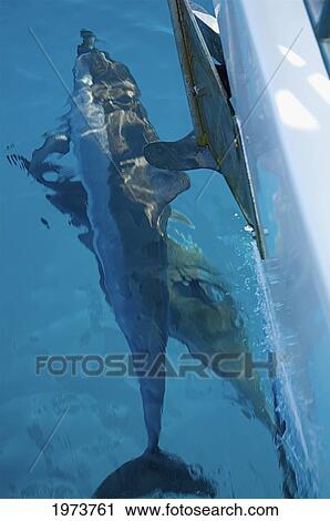 Hawaii, Kauai, Spinner Dolphins (Stenella Longirostris) Seen Here At The Surface Of The Water. /N View Large Photo Image Stock Image - Hawaii, Kauai, Spinner Dolphins (Stenella Longirostris) Seen Here At The Surface Of The Water. /N. Fotosearch