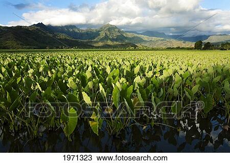 Hawaii, Kauai, Taro Fields Of Hanalei Valley. View Large Photo Image Stock Image - Hawaii, Kauai, Taro Fields Of Hanalei Valley.. Fotosearch
