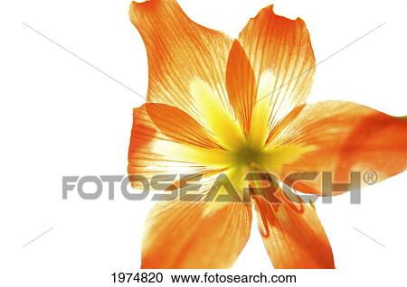 Stock Image - Hawaii, Kauai, Tiger Lily.. Fotosearch