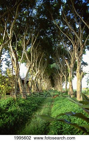 Stock Image - Hawaii, Kauai, Trees Form A Tunnel Over A Grassy Pathway. Fotosearch