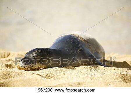 Stock Photo - Hawaii, Kauai, Tunnel's Beach, 1 Year-Old Orphaned Monk Seal Pup (Monachus Schauinslandi).. Fotosearch