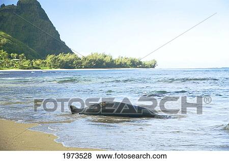 Stock Photo - Hawaii, Kauai, Tunnels Beach, Monk Seal Coming Out Of The Ocean, Endangered And Endemic Monachus Schauinslandi.. Fotosearch