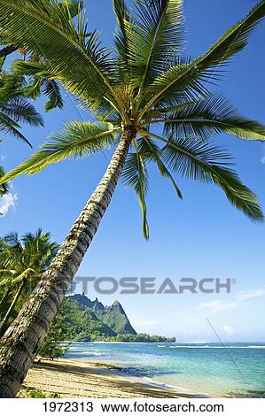 Hawaii, Kauai, Tunnel's Beach, Palm Tree On The Beach. View Large Photo Image Stock Image - Hawaii, Kauai, Tunnel's Beach, Palm Tree On The Beach.. Fotosearch