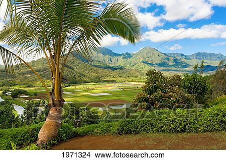 Picture - Hawaii, Kauai, View Of Taro Fields From Hanalei Valley Lookout.. Fotosearch