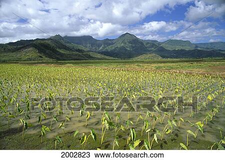 Hawaii, Kauai, View Of Taro Fields With Mountains In Background, Clouds, Blue Sky View Large Photo Image Stock Image - Hawaii, Kauai, View Of Taro Fields With Mountains In Background, Clouds, Blue Sky. Fotosearch