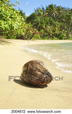 Hawaii, Kauai, Waikoko, Close-Up Of Coconut On Sandy Beach. View Large Photo Image Stock Image - Hawaii, Kauai, Waikoko, Close-Up Of Coconut On Sandy Beach.. Fotosearch