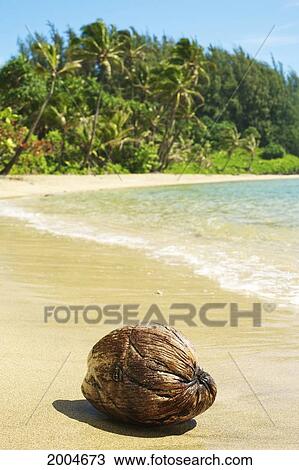Hawaii, Kauai, Waikoko, Close-Up Of Coconut On Sandy Beach. View Large Photo Image Stock Image - Hawaii, Kauai, Waikoko, Close-Up Of Coconut On Sandy Beach.. Fotosearch