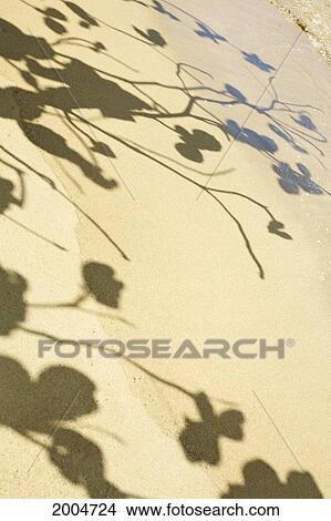 Hawaii, Kauai, Waikoko, Sandy Beach, Shadows Of Tree Branches And Leaves. View Large Photo Image Picture - Hawaii, Kauai, Waikoko, Sandy Beach, Shadows Of Tree Branches And Leaves.. Fotosearch