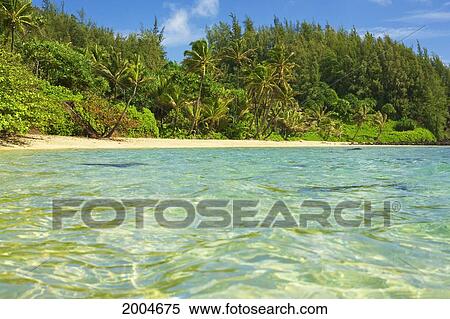 Hawaii, Kauai, Waikoko, Tropical Beach And Shoreline. View Large Photo Image Stock Photography - Hawaii, Kauai, Waikoko, Tropical Beach And Shoreline.. Fotosearch