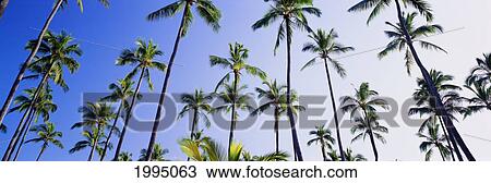 Stock Image - Hawaii, Kauai, Wailua, Coconut Grove With Blue Sky And Cloud Behind, Panoramic. Fotosearch