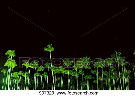 Stock Photo - Hawaii, Kauai, Wailua, Coconut Grove Illuminated At Night, Black Sky A25D. Fotosearch