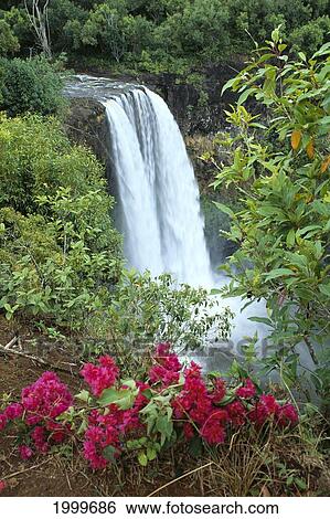 Stock Photograph - Hawaii, Kauai, Wailua Falls, Lush Greenery, Bougainvillea In Foreground C1637. Fotosearch