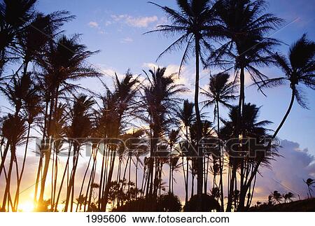 Hawaii, Kauai, Wailua, Many Tall Palm Trees Silhouetted At Sunrise, Bright Golden Sky And Pink Clouds View Large Photo Image Stock Photograph - Hawaii, Kauai, Wailua, Many Tall Palm Trees Silhouetted At Sunrise, Bright Golden Sky And Pink Clouds. Fotosearch