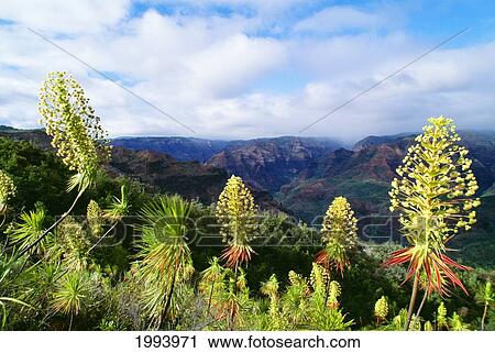 Stock Image - Hawaii, Kauai, Waimea Canyon, Iliau Plant, (Wilkesia Gymnoxiphium) Found Only On Kauai. Fotosearch