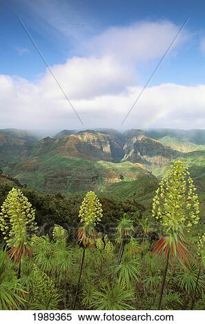 Stock Photography - Hawaii, Kauai, Waimea Canyon, Rare Iliau Plants (Wilkesia Gymnoxiphium) Found Only On Kauai.. Fotosearch