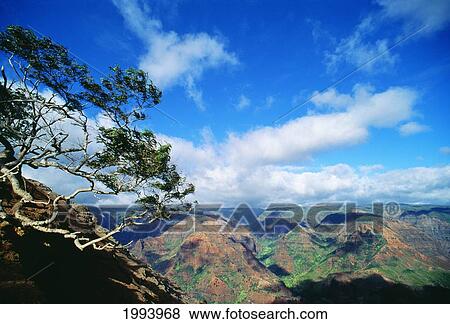 Stock Photo - Hawaii, Kauai, Waimea Canyon, Tree In Foreground. Fotosearch