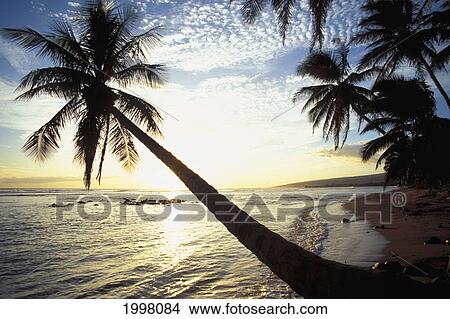 Picture - Hawaii, Kauai, Waimea, Isolated Beach And Palm Trees At Sunset.. Fotosearch