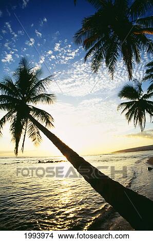 Hawaii, Kauai, Waimea, Tall Palm Over Ocean At Sunset, Bright Golden Reflections View Large Photo Image Picture - Hawaii, Kauai, Waimea, Tall Palm Over Ocean At Sunset, Bright Golden Reflections. Fotosearch