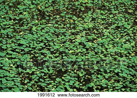 Stock Image - Hawaii, Kauai, Waipio Valley, Taro Farm Closeup. Fotosearch
