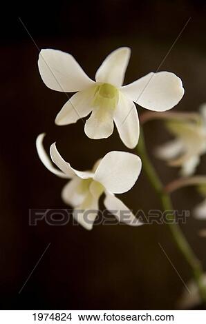 Picture - Hawaii, Kauai, White Orchid.. Fotosearch