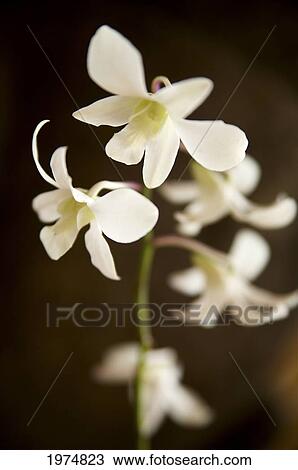 Stock Image - Hawaii, Kauai, White Orchid.. Fotosearch