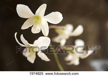 Hawaii, Kauai, White Orchid. View Large Photo Image Stock Photography - Hawaii, Kauai, White Orchid.. Fotosearch