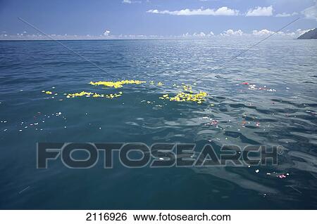 Hawaii, Kauai, Yellow plumerias floating in the Pacific Ocean. View Large Photo Image Stock Photograph - Hawaii, Kauai, Yellow plumerias floating in the Pacific Ocean.. Fotosearch