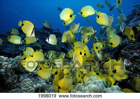 Stock Photo - Hawaii, Kikakapu, Lined Butterflyfish (Chaetodon Lineolatus) School A82B. Fotosearch
