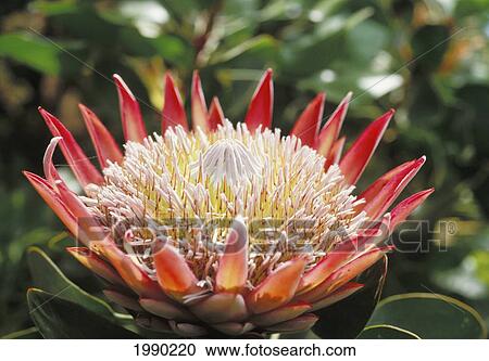 Stock Image - Hawaii, King Protea (Protea Cynaroides). Fotosearch